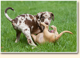 Hunde-Welpen-Schule