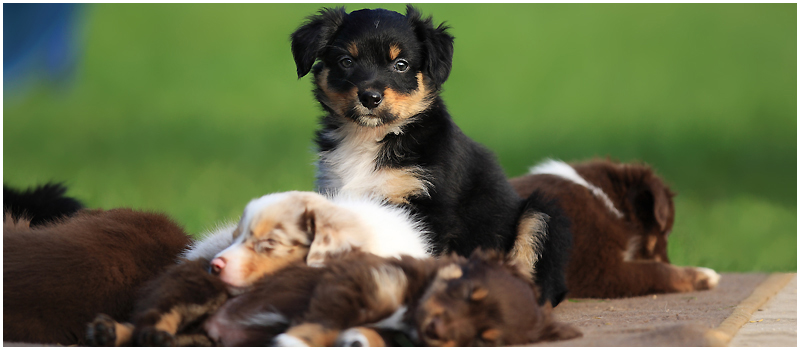 dogtime Ihre Hundeschule in Rheinbach